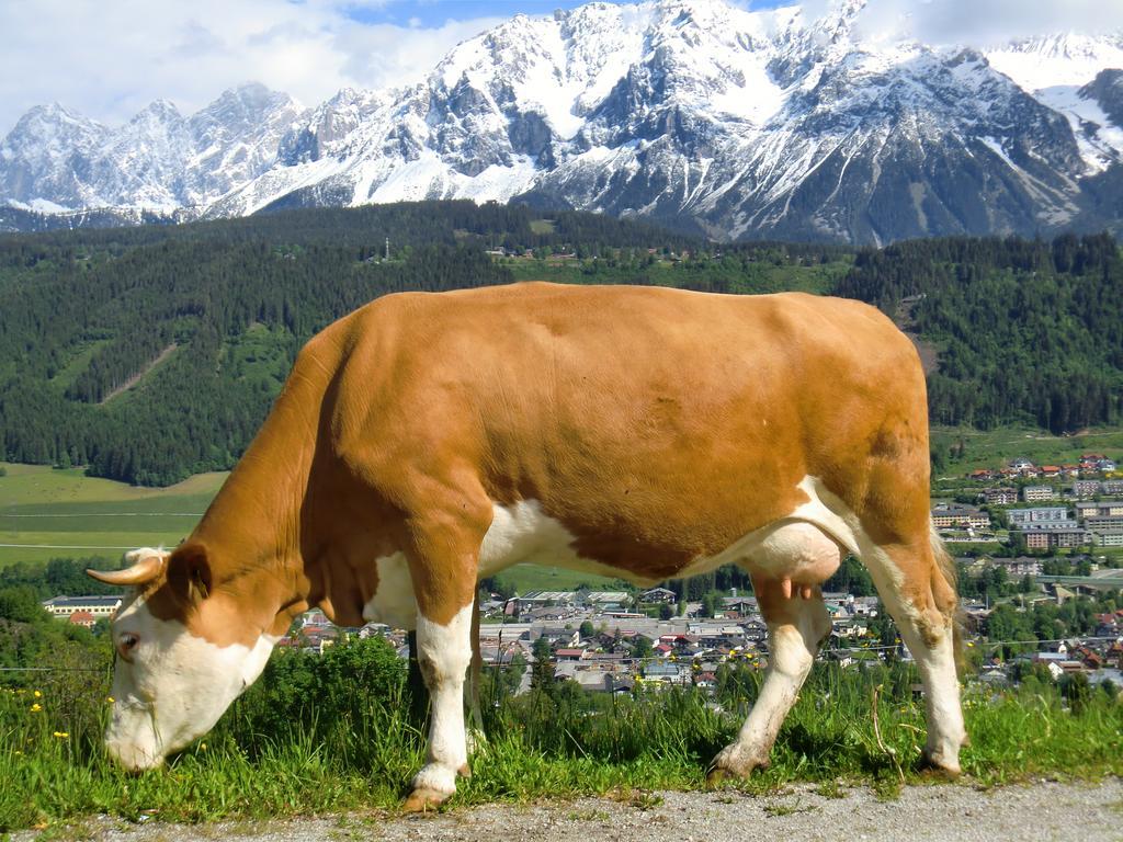 Spreitzhof - Appartements Schladming Buitenkant foto